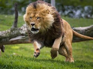 Львиный прыжок фото